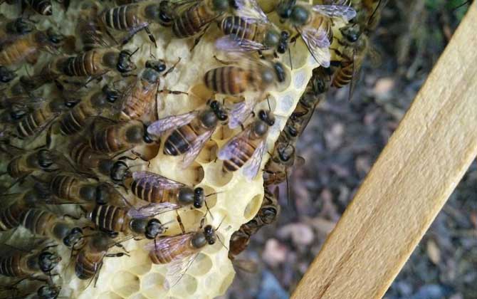 200只工蜂,1只蜂王,若這些條件都具備,也有機會發(fā)展成強群! 養(yǎng)蜂