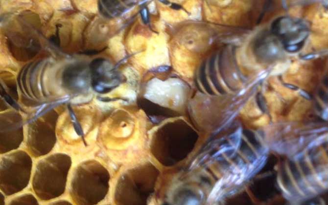 200只工蜂,1只蜂王,若這些條件都具備,也有機會發(fā)展成強群! 養(yǎng)蜂