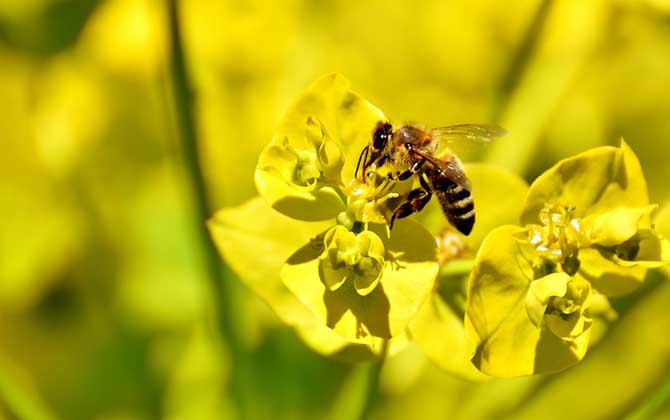 蜂毒的作用有哪些?雖然價格遠超黃金,但提取蜂毒則極為不易! 蜂毒