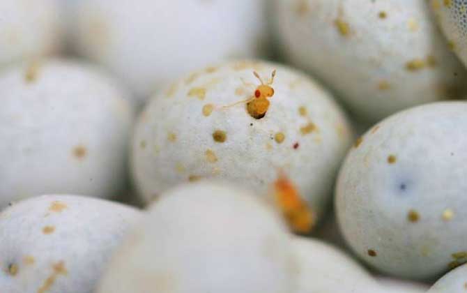 赤眼蜂有什么作用?不要小看它們,有些赤眼蜂堪稱除害小能手! 稻螟赤眼蜂