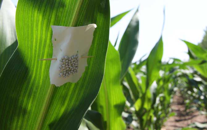 赤眼蜂有什么作用?不要小看它們,有些赤眼蜂堪稱除害小能手! 玉米螟赤眼蜂