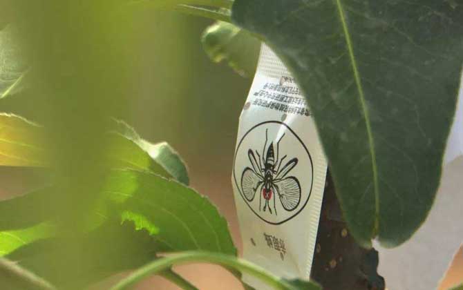 赤眼蜂有什么作用?不要小看它們,有些赤眼蜂堪稱除害小能手! 廣赤眼蜂