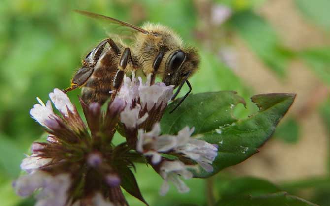 被蜜蜂蟄了怎么處理?只要不發生過敏,正確處理后一般問題不大! 蜜蜂