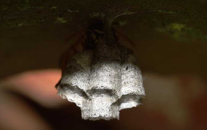 蜂房的功效與作用有哪些?用對了祛風鎮痛,用錯了反而可能中毒! 蜂房