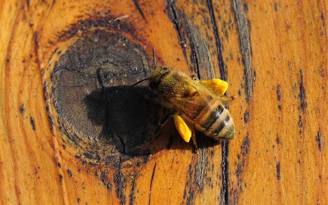 蜂花粉的作用與功效有哪些?經(jīng)常吃些蜂花粉,這7個好處跑不了! 蜂花粉