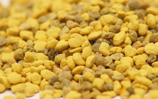 蜂花粉的作用與功效有哪些?經(jīng)常吃些蜂花粉,這7個好處跑不了! 蜂花粉