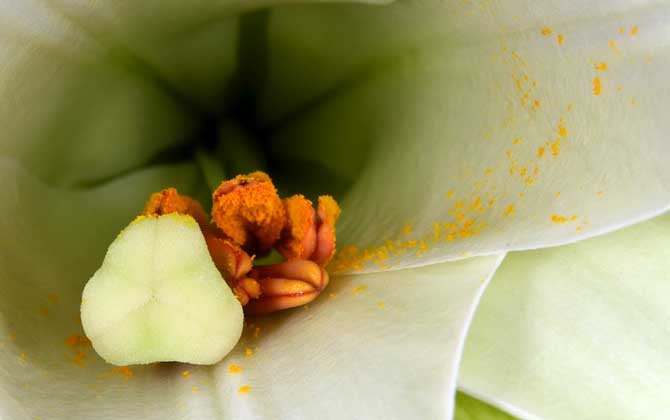 蜂花粉的作用與功效有哪些?經(jīng)常吃些蜂花粉,這7個好處跑不了! 蜂花粉