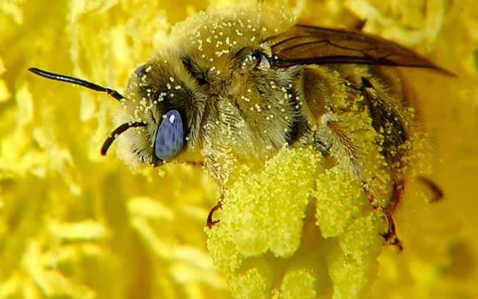蜂花粉的作用與功效有哪些?經(jīng)常吃些蜂花粉,這7個好處跑不了! 蜂花粉