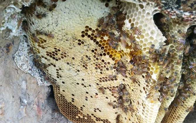 蜂巢是怎么筑成的?主要材料是蜂蠟,蜜蜂筑巢過程堪稱鬼斧神工! 蜂巢