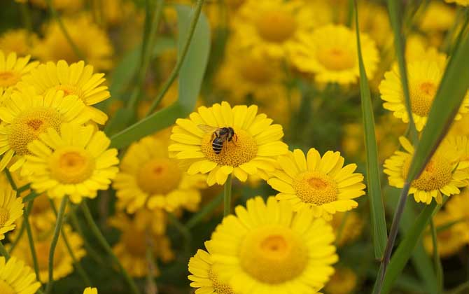 蜂蜜是怎么來的?絕非蜜蜂拉的屎,事實上蜜蜂釀蜜過程極為復(fù)雜! 蜜源