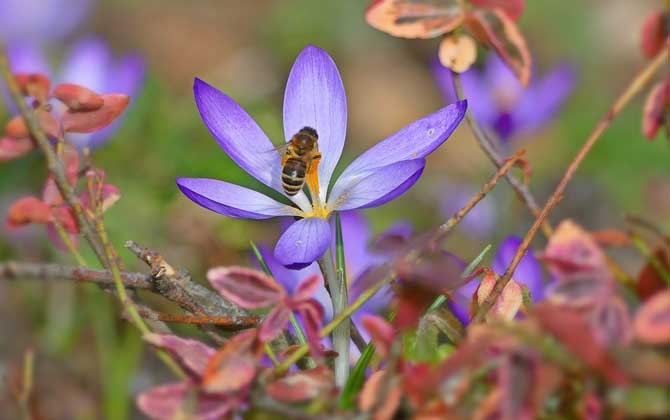 蜂蜜是怎么來的?絕非蜜蜂拉的屎,事實上蜜蜂釀蜜過程極為復(fù)雜! 偵查