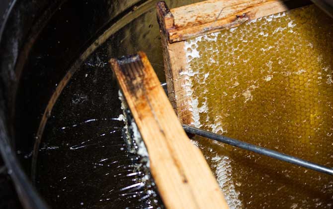 蜂蜜是怎么來的?絕非蜜蜂拉的屎,事實上蜜蜂釀蜜過程極為復(fù)雜! 取蜜