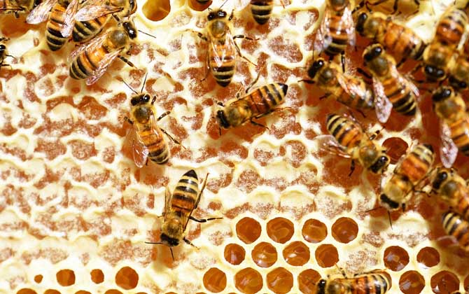 蜂蜜是怎么來的?絕非蜜蜂拉的屎,事實上蜜蜂釀蜜過程極為復(fù)雜! 儲蜜