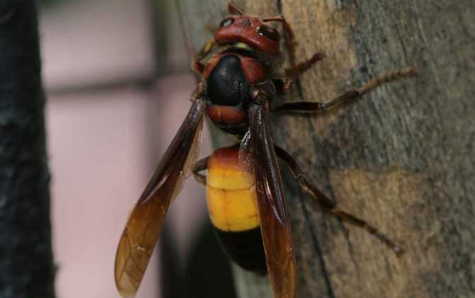 虎頭蜂有哪些種類?中國大虎頭蜂毒性最強(qiáng),但黃腰虎頭蜂最常見! 黃腰虎頭蜂