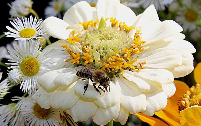 被蜜蜂蟄了找不到刺怎么辦?不必擔心,蜜蜂毒刺可能自行脫落了! 蜜蜂
