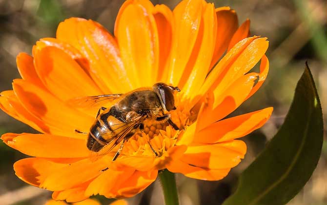 被蜜蜂蟄了找不到刺怎么辦?不必擔心,蜜蜂毒刺可能自行脫落了! 蜜蜂