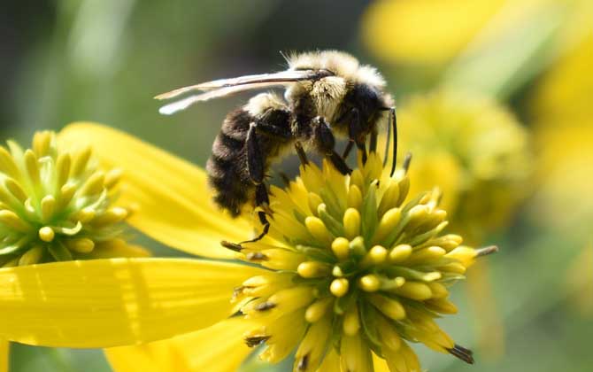 被蜜蜂蟄了找不到刺怎么辦?不必擔心,蜜蜂毒刺可能自行脫落了! 蜜蜂