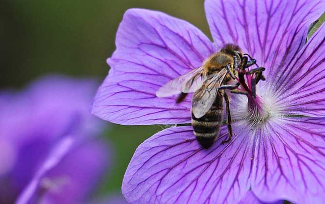 被蜜蜂蟄了是好兆頭嗎?絕不是什么好兆頭,嚴重時還會發生過敏! 蜜蜂