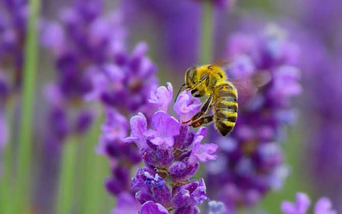被蜜蜂蟄了抹牙膏有用嗎?不但能中和毒液,還有消腫止痛的效果! 蜜蜂