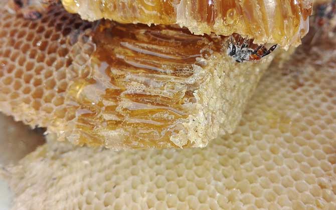 蜂蜜怎么樣才算好的?沒有明確的標(biāo)準(zhǔn),自然成熟蜜都算是好蜂蜜! 蜂蜜