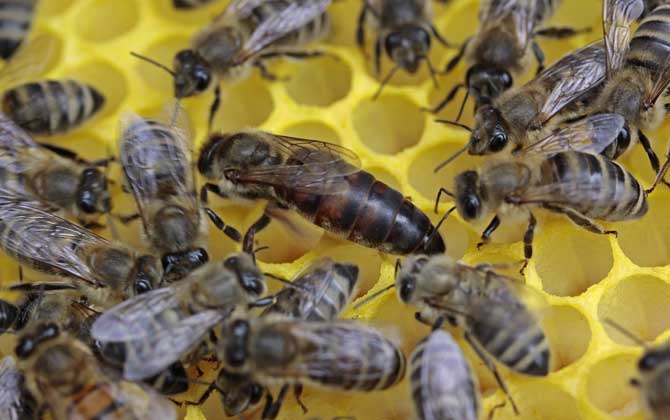 蜂王吃什么食物?答案是蜂王漿,蜂王漿是蜂王能成為蜂王的關(guān)鍵! 蜂王