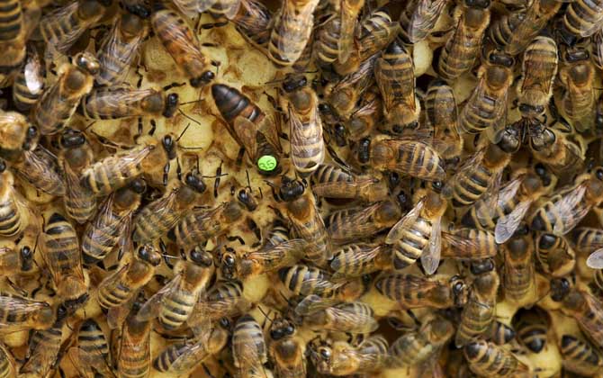 蜂王吃什么食物?答案是蜂王漿,蜂王漿是蜂王能成為蜂王的關(guān)鍵! 蜂王