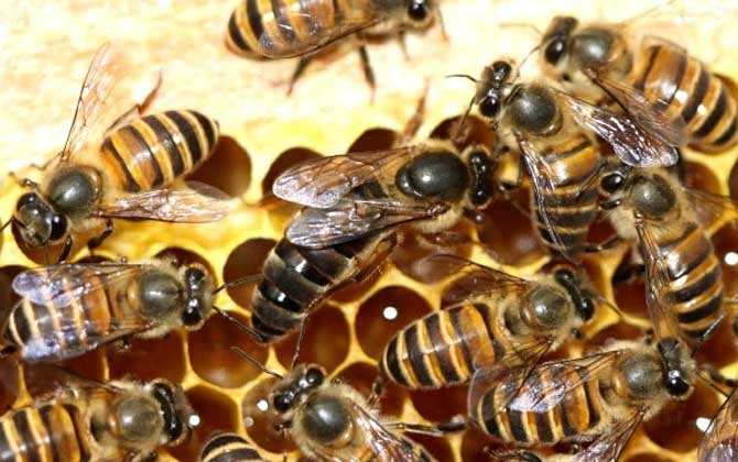 蜂王吃什么食物?答案是蜂王漿,蜂王漿是蜂王能成為蜂王的關(guān)鍵! 蜂王