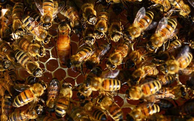 工蜂產(chǎn)卵怎么處理?必須先處理產(chǎn)卵工蜂,然后再介入一只新蜂王! 工蜂