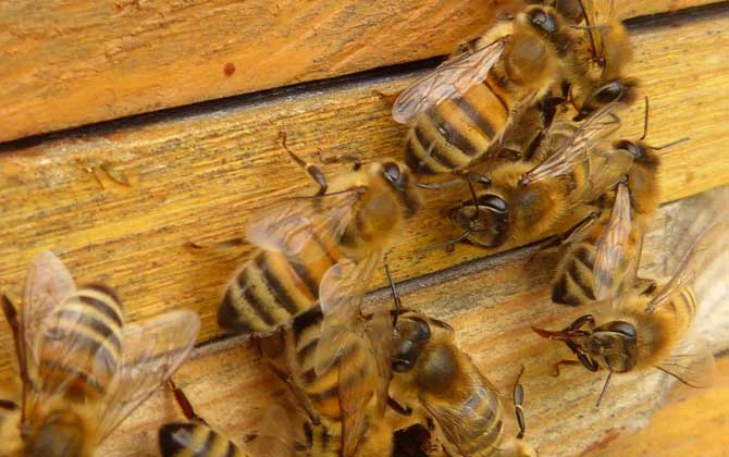 工蜂產(chǎn)卵怎么處理?必須先處理產(chǎn)卵工蜂,然后再介入一只新蜂王! 工蜂