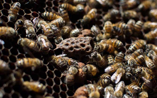 工蜂產(chǎn)卵怎么處理?必須先處理產(chǎn)卵工蜂,然后再介入一只新蜂王! 工蜂