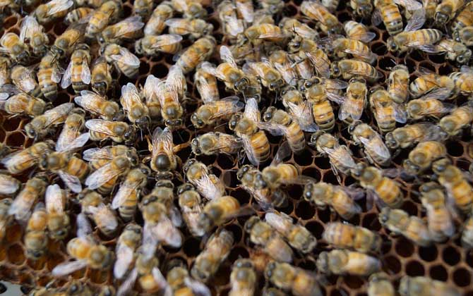 工蜂產(chǎn)卵怎么處理?必須先處理產(chǎn)卵工蜂,然后再介入一只新蜂王! 工蜂