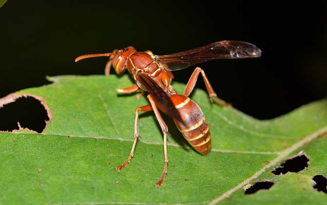 蜜蜂、馬蜂、黃蜂、胡蜂、虎頭蜂、牛角蜂、人頭蜂有什么區(qū)別? 黃蜂