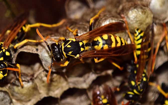 蜜蜂、馬蜂、黃蜂、胡蜂、虎頭蜂、牛角蜂、人頭蜂有什么區(qū)別? 馬蜂