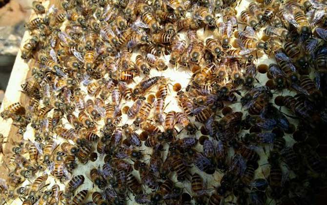 蜜蜂養(yǎng)殖技術(shù)有哪些?學(xué)會這些養(yǎng)蜂技術(shù),蜜蜂養(yǎng)殖才能得心應(yīng)手! 蜜蜂養(yǎng)殖