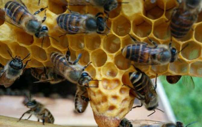 蜜蜂養(yǎng)殖技術(shù)有哪些?學(xué)會這些養(yǎng)蜂技術(shù),蜜蜂養(yǎng)殖才能得心應(yīng)手! 蜜蜂養(yǎng)殖