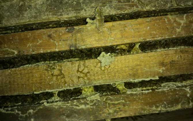 蜜蜂冬天怎么喂養(yǎng)?最好能一次性補(bǔ)足飼料,否則不利于蜂群越冬! 蜜蜂