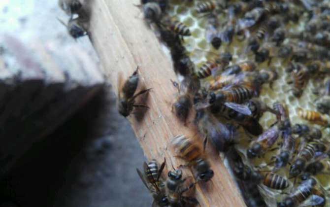 蜜蜂冬天怎么喂養(yǎng)?最好能一次性補(bǔ)足飼料,否則不利于蜂群越冬! 蜜蜂