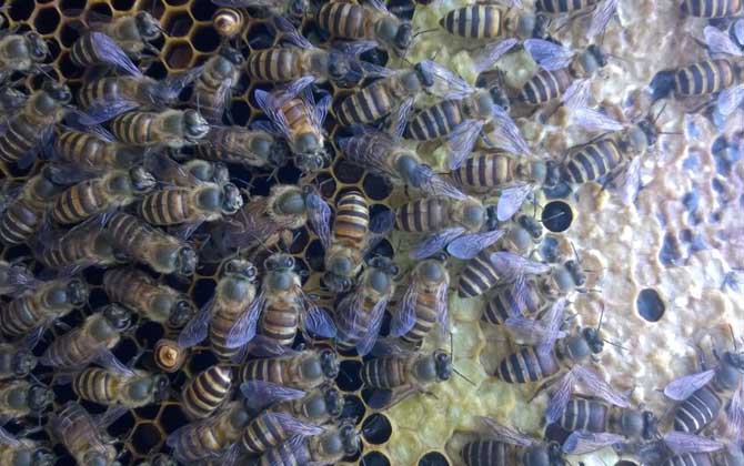 蜜蜂冬天怎么喂養(yǎng)?最好能一次性補(bǔ)足飼料,否則不利于蜂群越冬! 蜜蜂