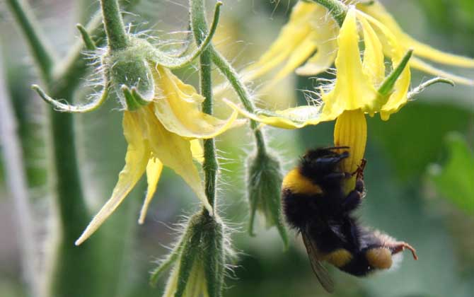 蜜蜂科昆蟲有哪些?除了蜜蜂以外,還有熊蜂、切葉蜂、無刺蜂等! 熊蜂