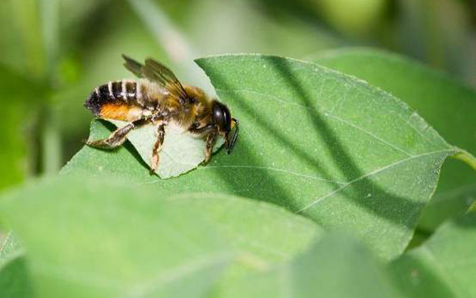 蜜蜂科昆蟲有哪些?除了蜜蜂以外,還有熊蜂、切葉蜂、無刺蜂等! 切葉蜂