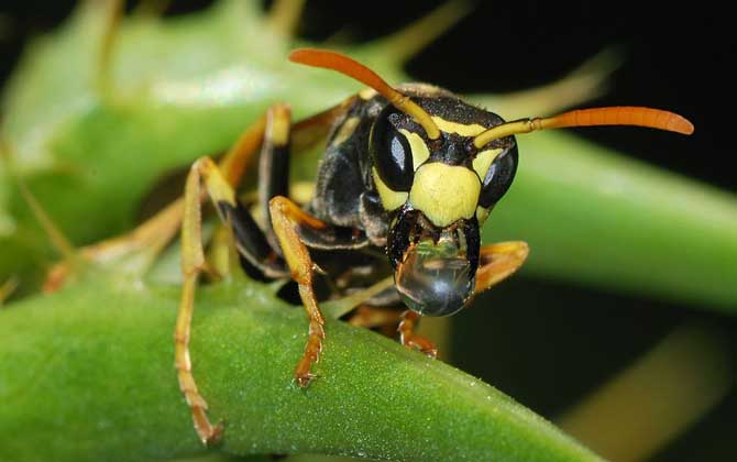 牛角蜂蟄了多久過(guò)危險(xiǎn)期?至少觀察1天,若有異常要立即就醫(yī)! 牛角蜂