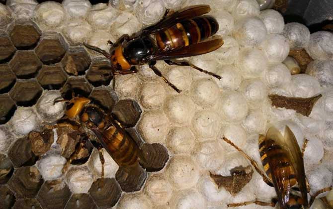 牛角蜂蟄了多久過(guò)危險(xiǎn)期?至少觀察1天,若有異常要立即就醫(yī)! 牛角蜂