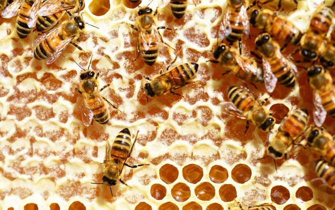 什么蜂蜜才是好蜂蜜?兩個點,一是由花蜜釀成,二是完全釀成熟! 蜂蜜