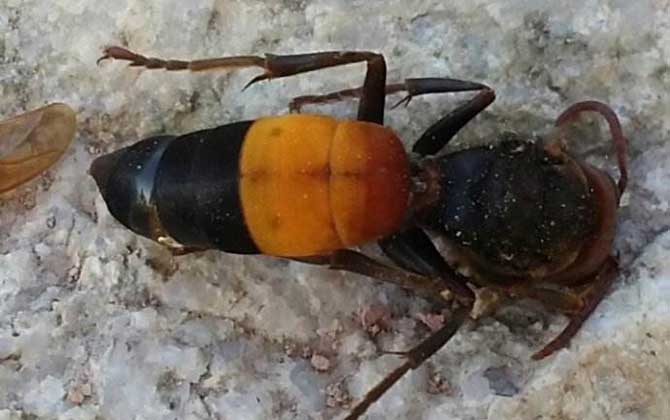 殺人蜂是什么蜂?并非特指某種蜂,實際上是多種劇毒蜂類的俗稱! 黃腰胡蜂