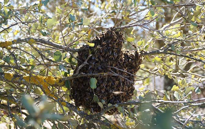 新手養(yǎng)蜂入門技術(shù)有哪些?只有掌握這些技術(shù),養(yǎng)蜂才能得心應(yīng)手! 養(yǎng)蜂
