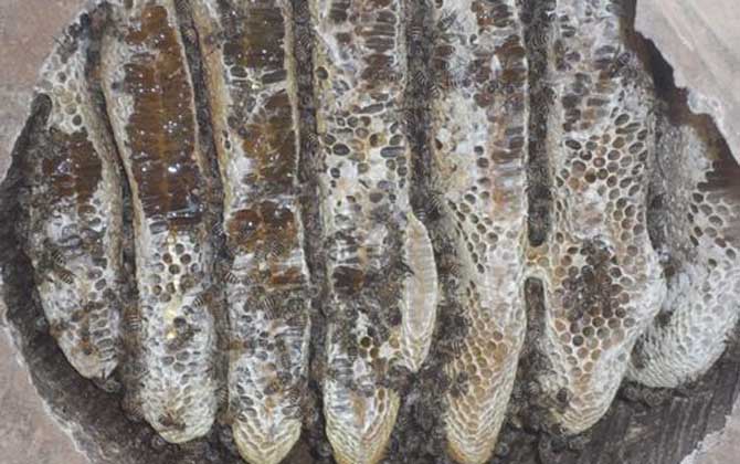 土蜂蜜價格多少錢一斤?比普通蜂蜜貴得多,基本都在100元以上! 土蜂蜜