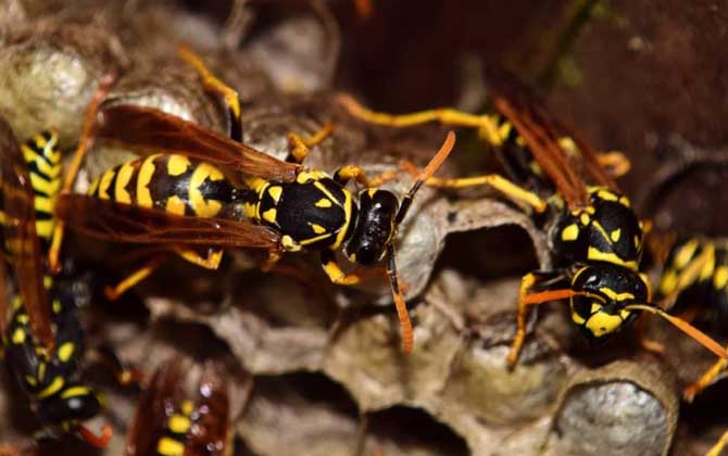 家里有馬蜂窩的預(yù)兆是什么?無關(guān)禍福,只能說家里適合馬蜂筑巢! 馬蜂