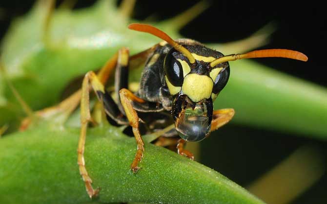 家里有馬蜂窩的預(yù)兆是什么?無關(guān)禍福,只能說家里適合馬蜂筑巢! 馬蜂