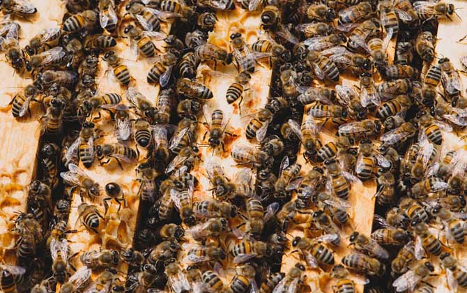 養蜂