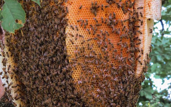 養(yǎng)蜂技術有哪些?掌握這10種養(yǎng)蜂技術,養(yǎng)蜂時方能做到得心應手! 養(yǎng)蜂